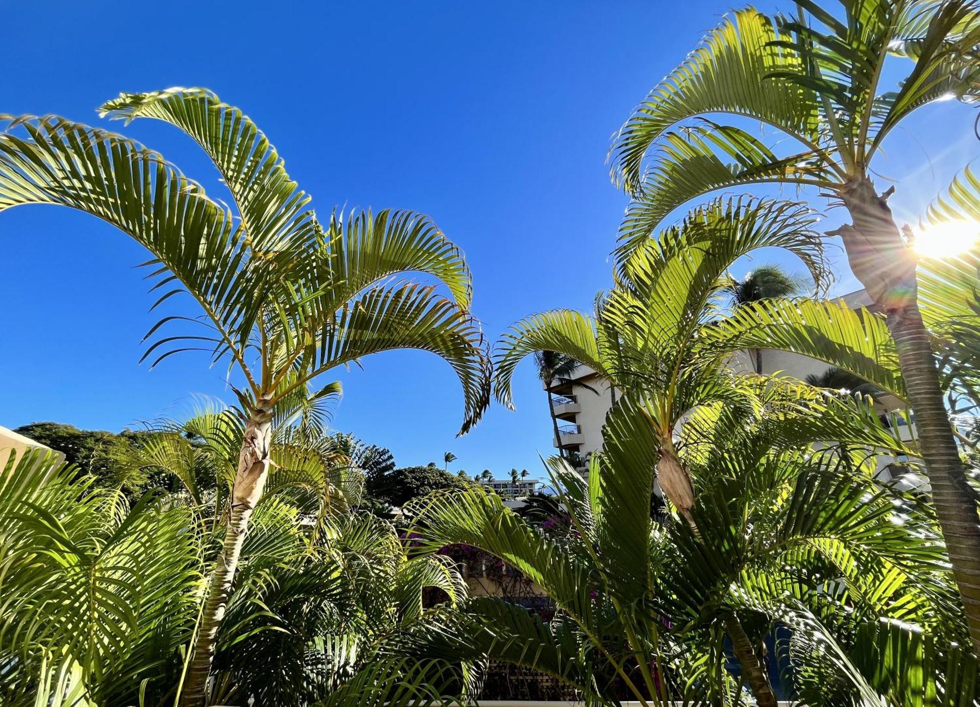 הוילה ויילי Maui Banyan חדר תמונה